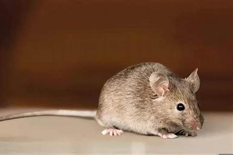老鼠最怕什么味的东西