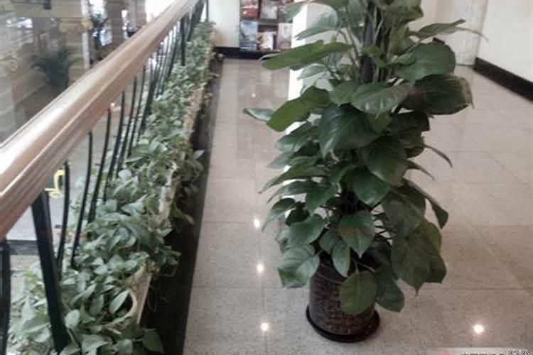 客厅对门摆放什么植物