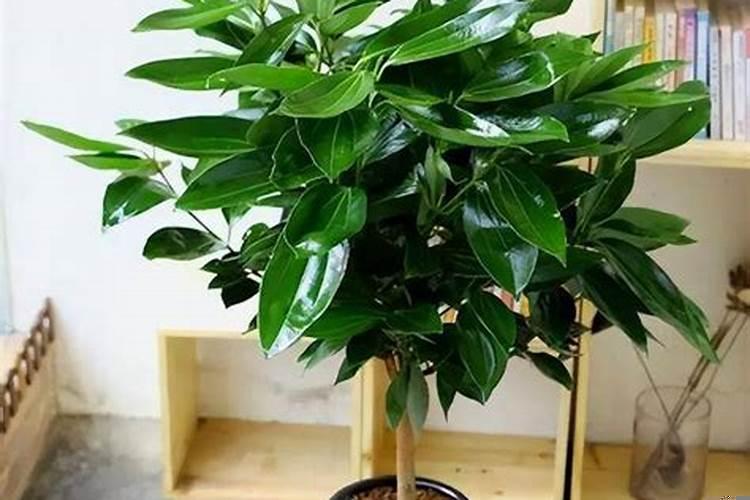 室内养什么树即旺宅又旺财