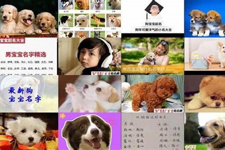 狗年取什么名字好