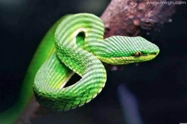 梦见自己被蛇咬了手是什么意思