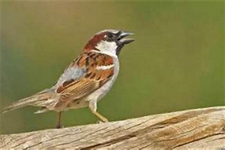 家里好多麻雀怎么驱赶