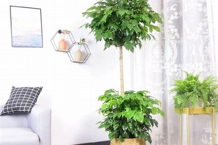 十种最旺客厅的树木