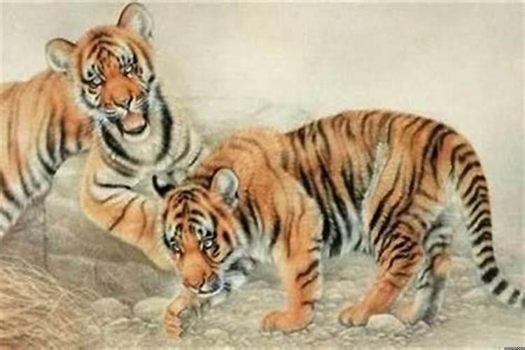 98年属虎是什么命运