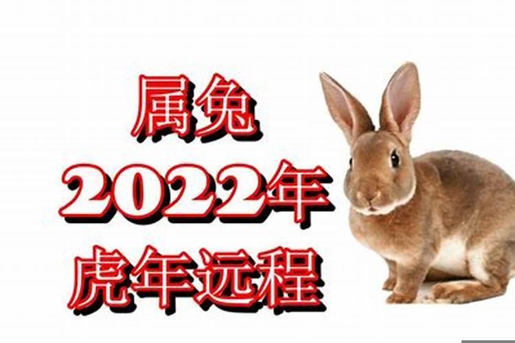 2022年虎年属兔的命运