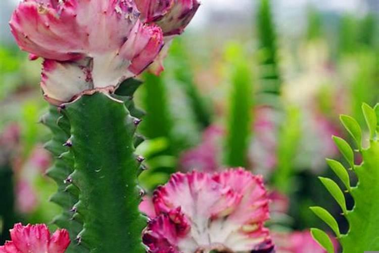 昙花属于仙人掌科花卉