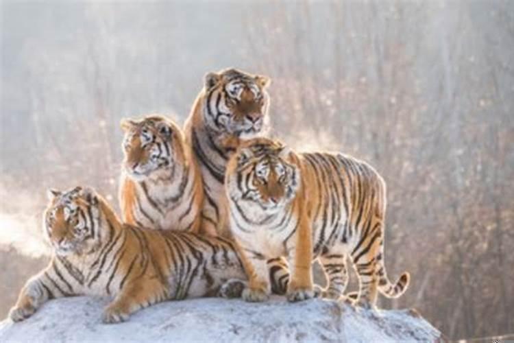 女人梦到被老虎追逃跑成功