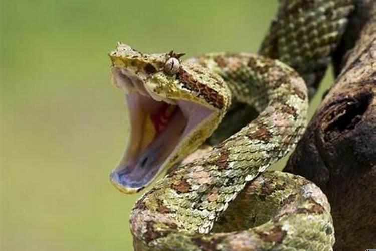 梦见很多猫扑向自己