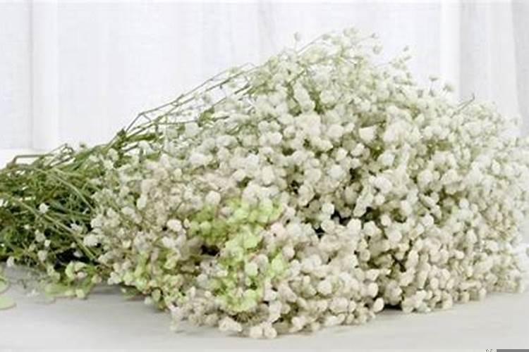 属猪养什么植物旺财运