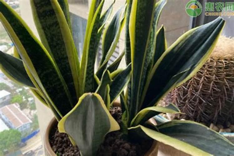 十种最旺客厅的树木