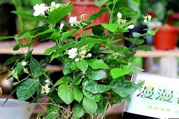 柠檬花可以放在室外养吗