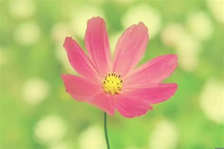 63年兔男2021年运势及运程