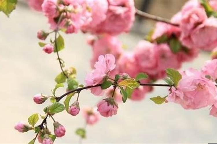 正缘桃花多的女人