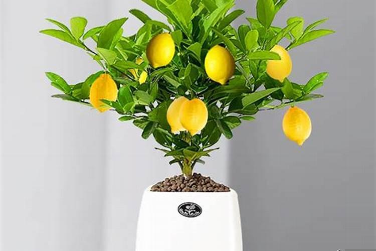 柠檬花可以放在室外养吗