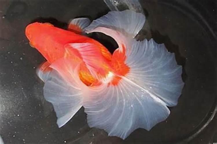 金鱼可以放到阳光底下晒吗