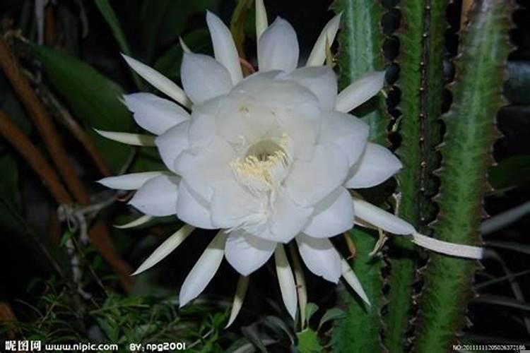 昙花属于仙人掌科花卉