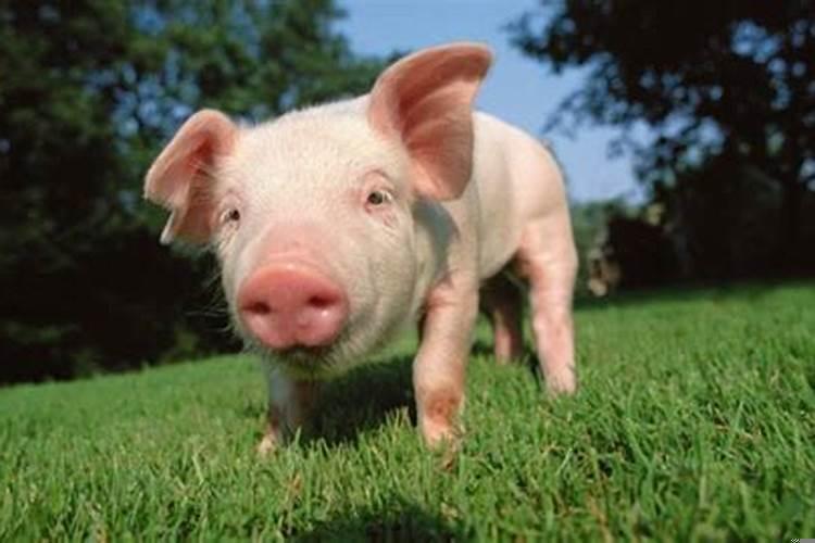 属猪的与属兔的相合吗