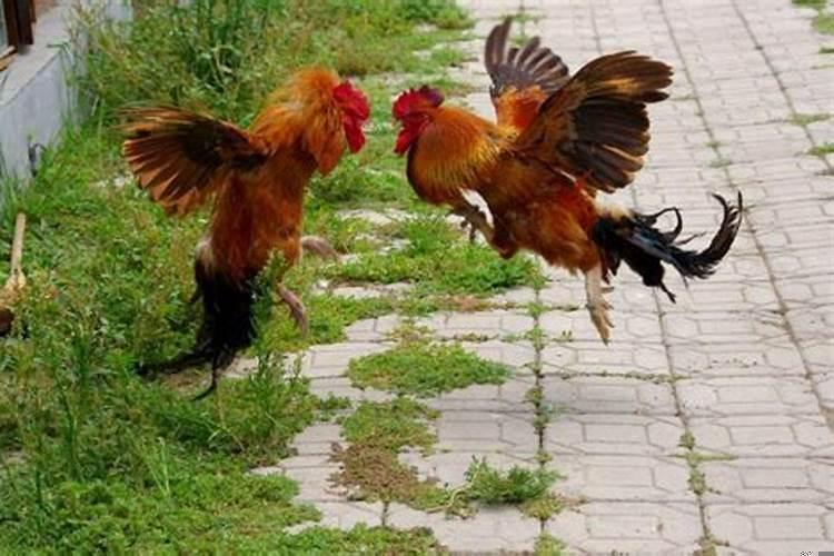 生肖鸡女今日运势查询女