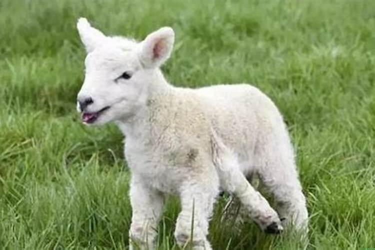 发财竹几支风水好