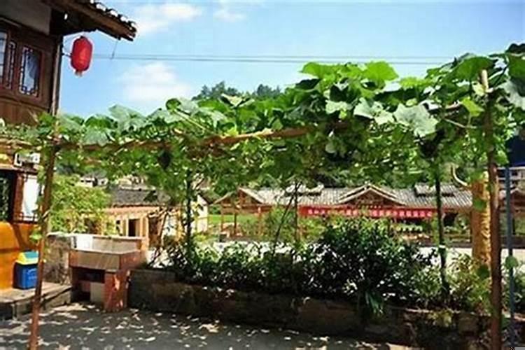 房前屋后种什么树风水好