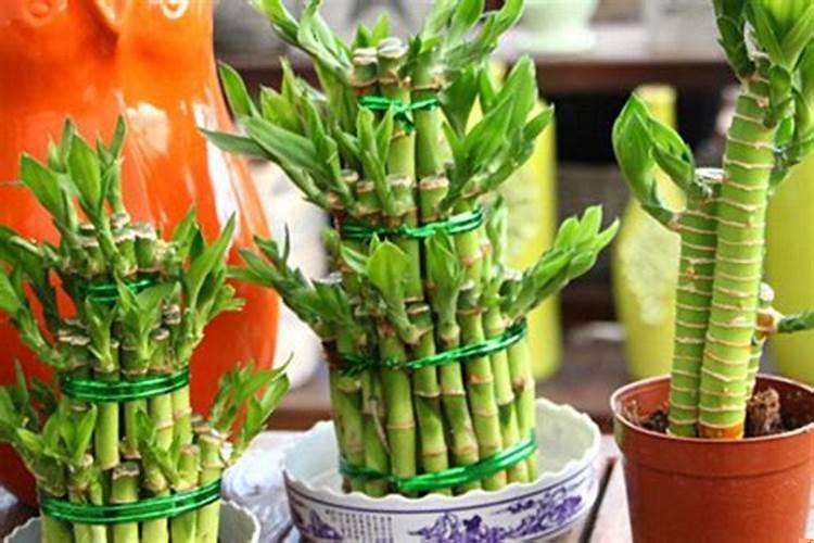 发财竹几支风水好