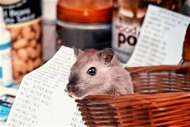 梦见超级大的老鼠的周公解梦