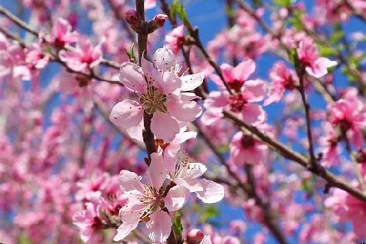 家居风水招桃花