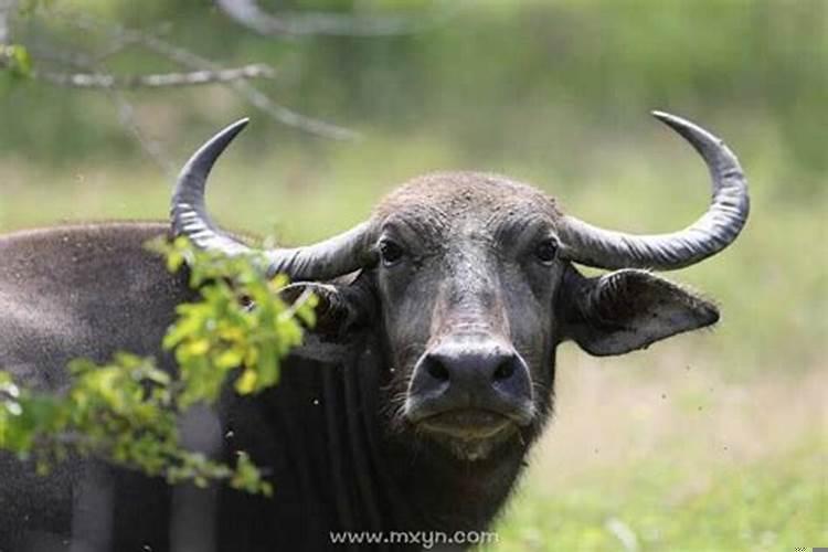 梦见一头牛追着攻击我是什么意思啊