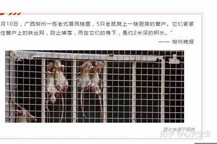 家里好多麻雀怎么驱赶