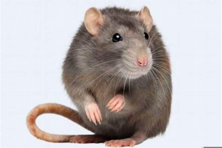 梦见超级大的老鼠的周公解梦