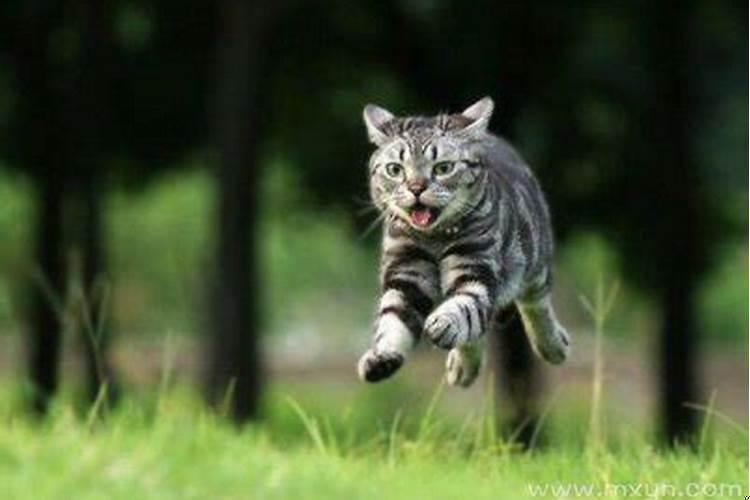 梦见很多猫扑向自己