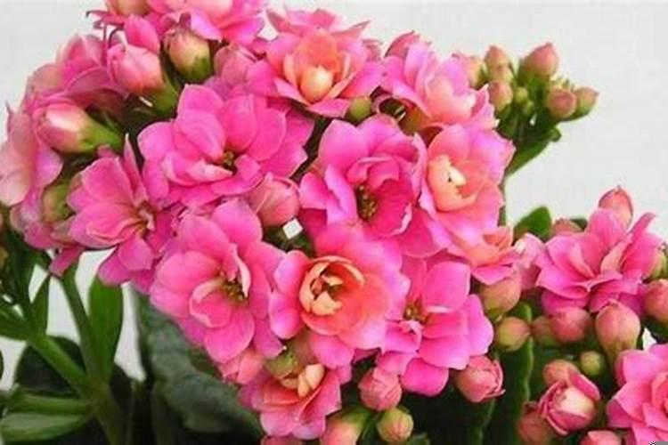 柠檬花可以放在室外养吗