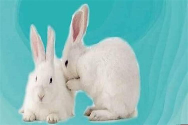属兔人要忌讳家里摆什么