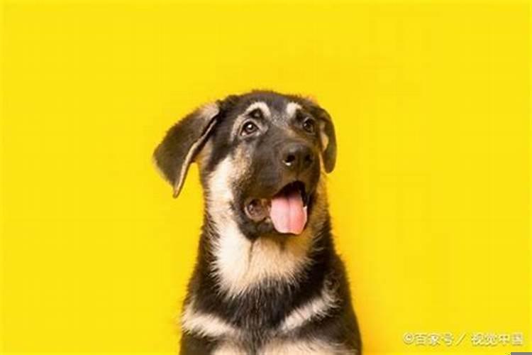 82年属狗女什么命