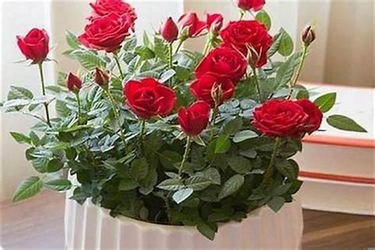 什么花摆在家里招财