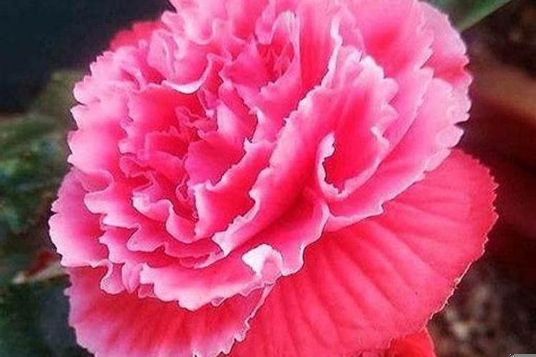 狮子男自私吗知乎