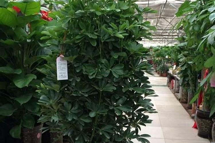 店铺财位放什么好