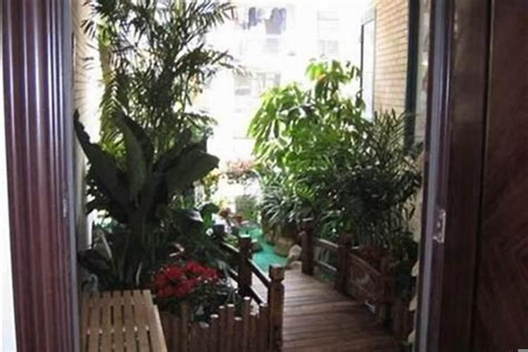 院子里种什么植物风水好又旺