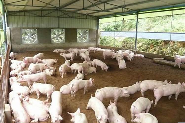 2020年可以修猪圈吗