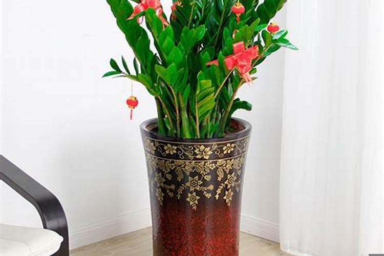 什么花摆在家里招财