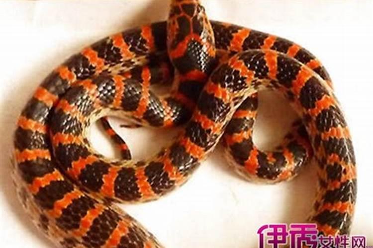 梦见孩子被蛇咬手是什么意思