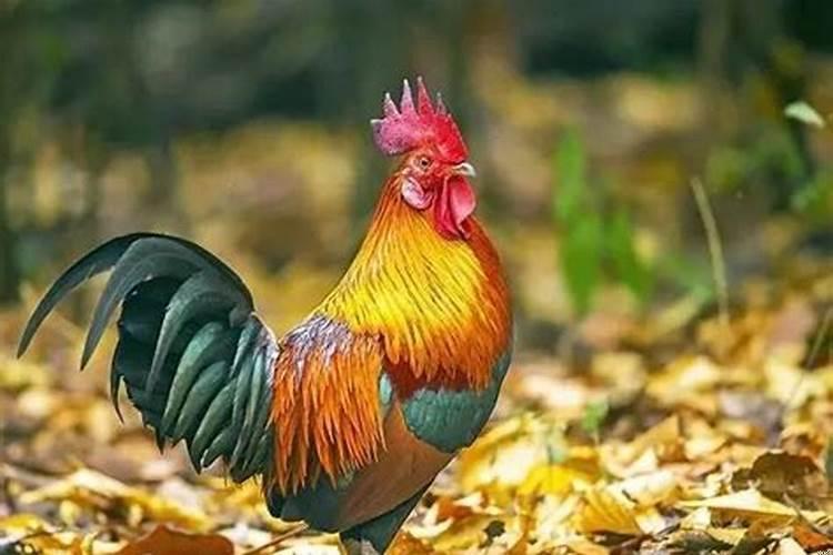 93年辰时属鸡的人命运