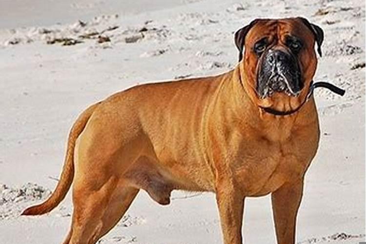 68年猴男与70年狗女的婚姻好吗