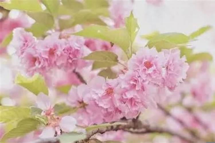 命犯桃花的意思