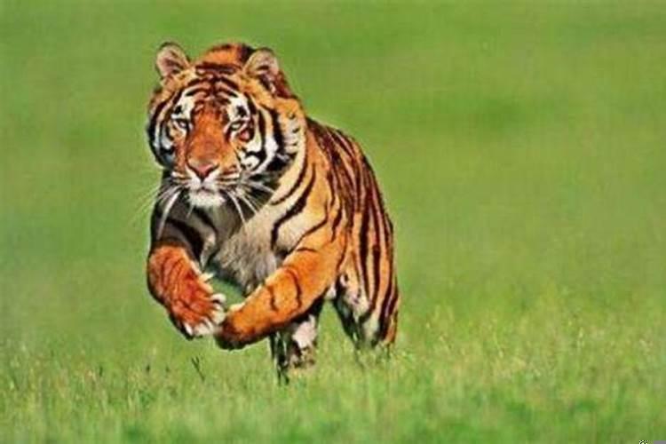 四月初四的虎好不好