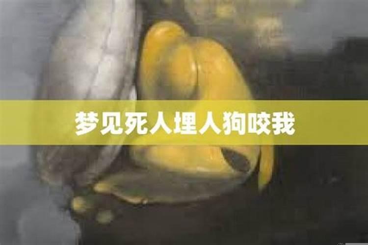 梦见很多老鼠和一只猫