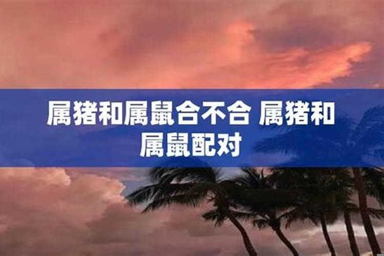 属猪属鼠的属相合不合