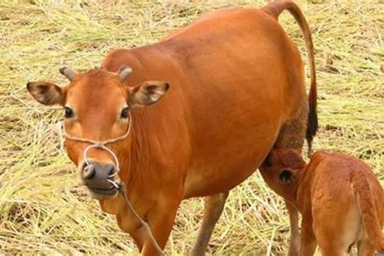 梦见牛生小牛是什么预兆