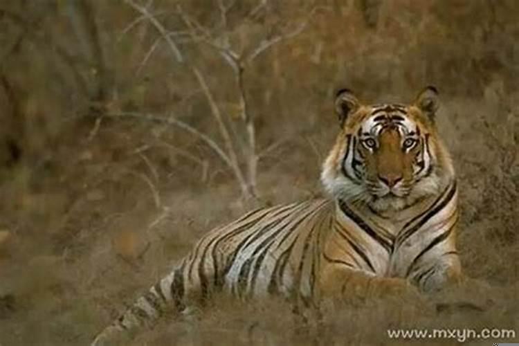 虎年梦见老虎进家