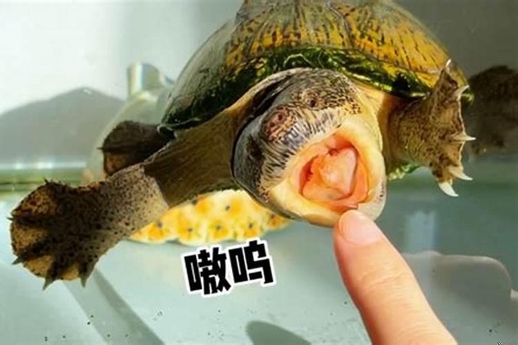 梦见乌龟把脚咬了